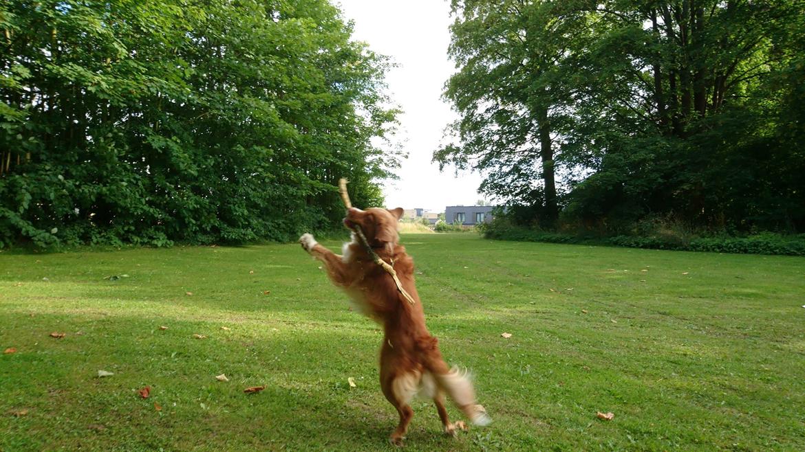 Nova scotia duck tolling retriever Redborn first Contact (Dixie) [Himmelhund] billede 2