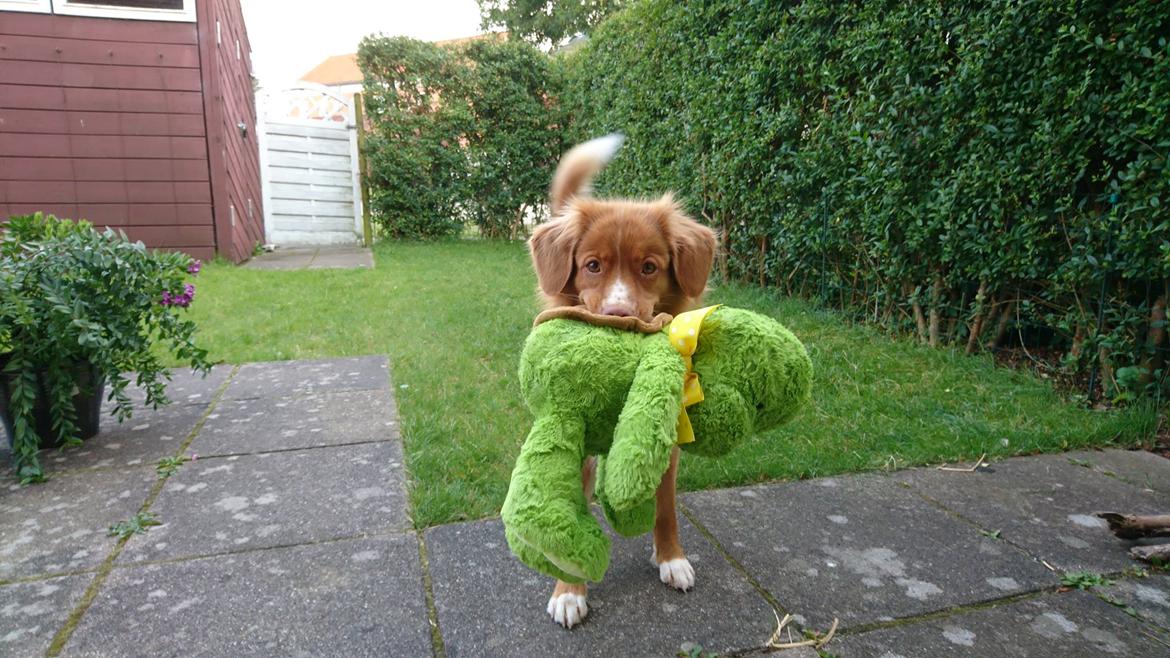 Nova scotia duck tolling retriever Redborn first Contact (Dixie) [Himmelhund] billede 1