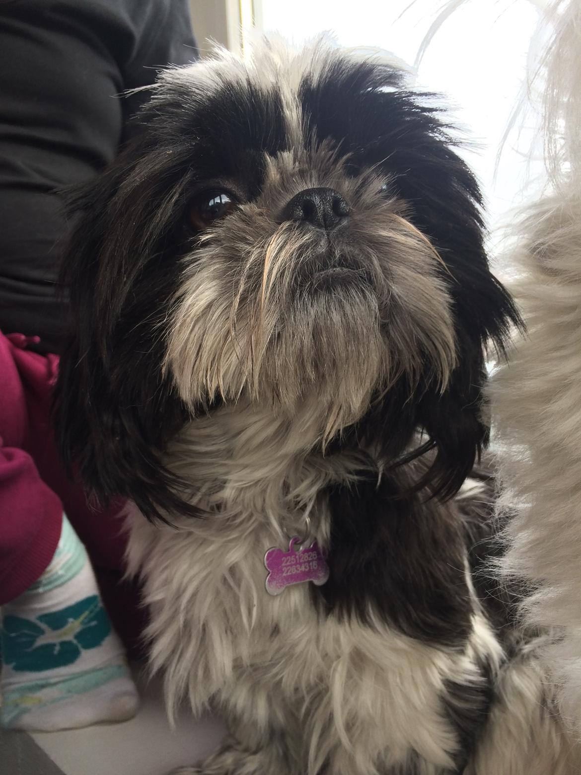 Shih tzu Frigga billede 3