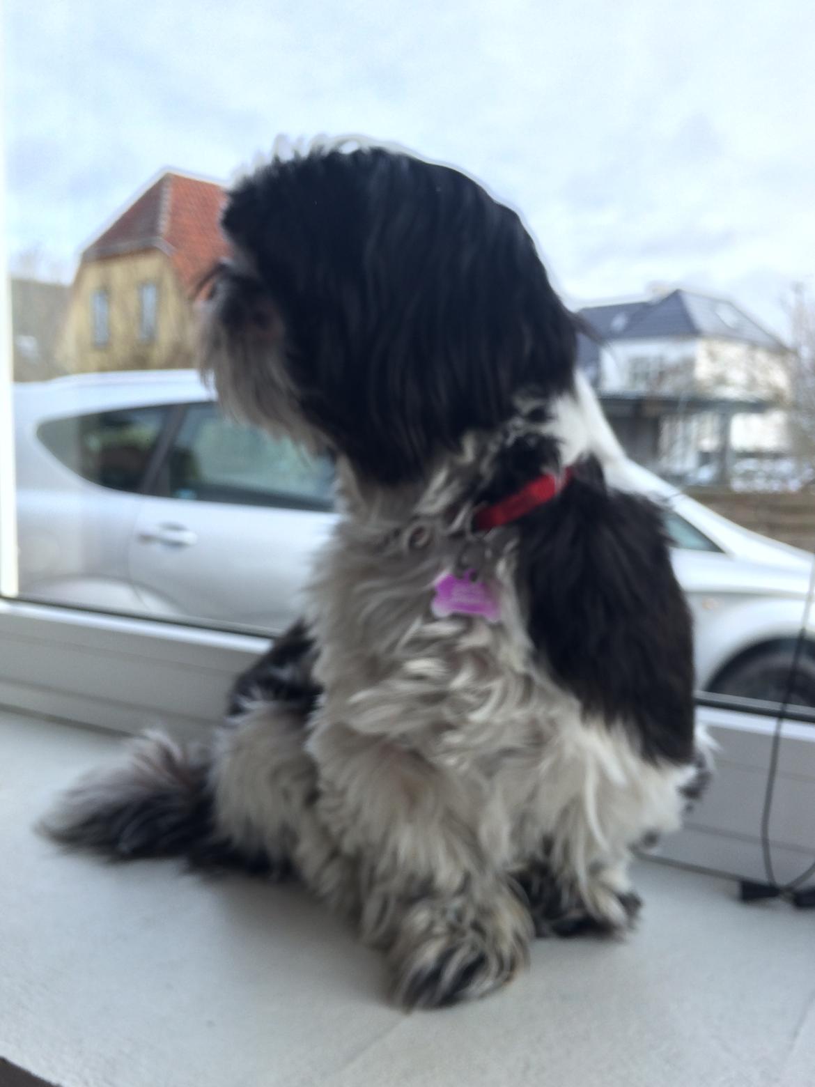 Shih tzu Frigga billede 5