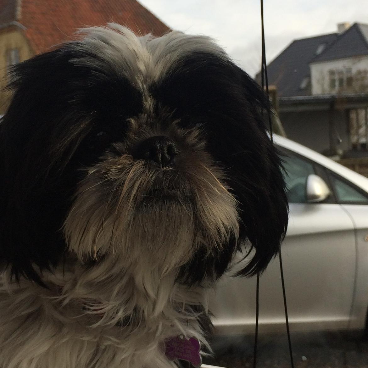 Shih tzu Frigga billede 6