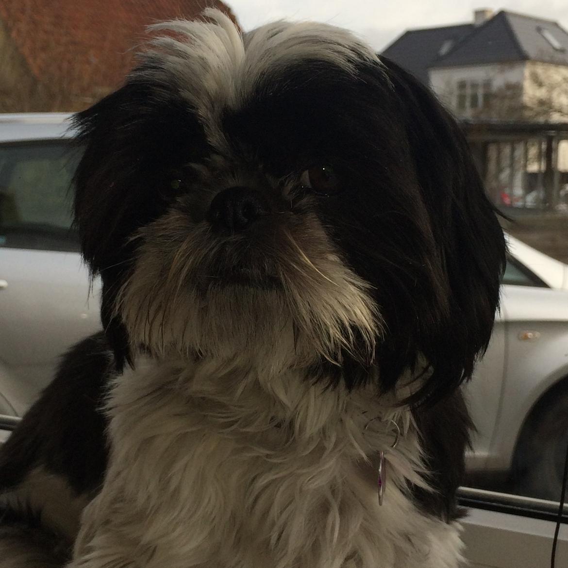 Shih tzu Frigga billede 7