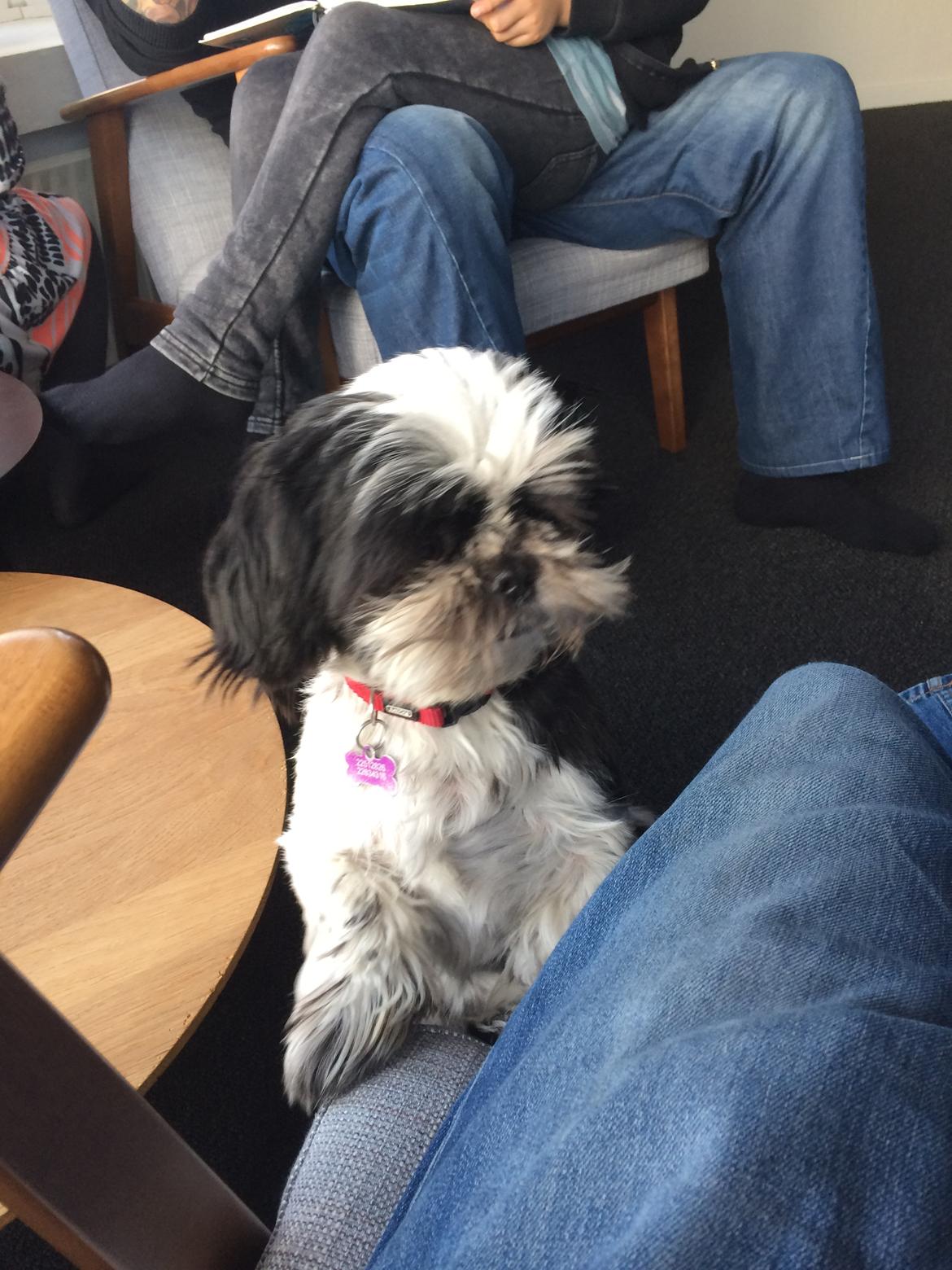 Shih tzu Frigga billede 2