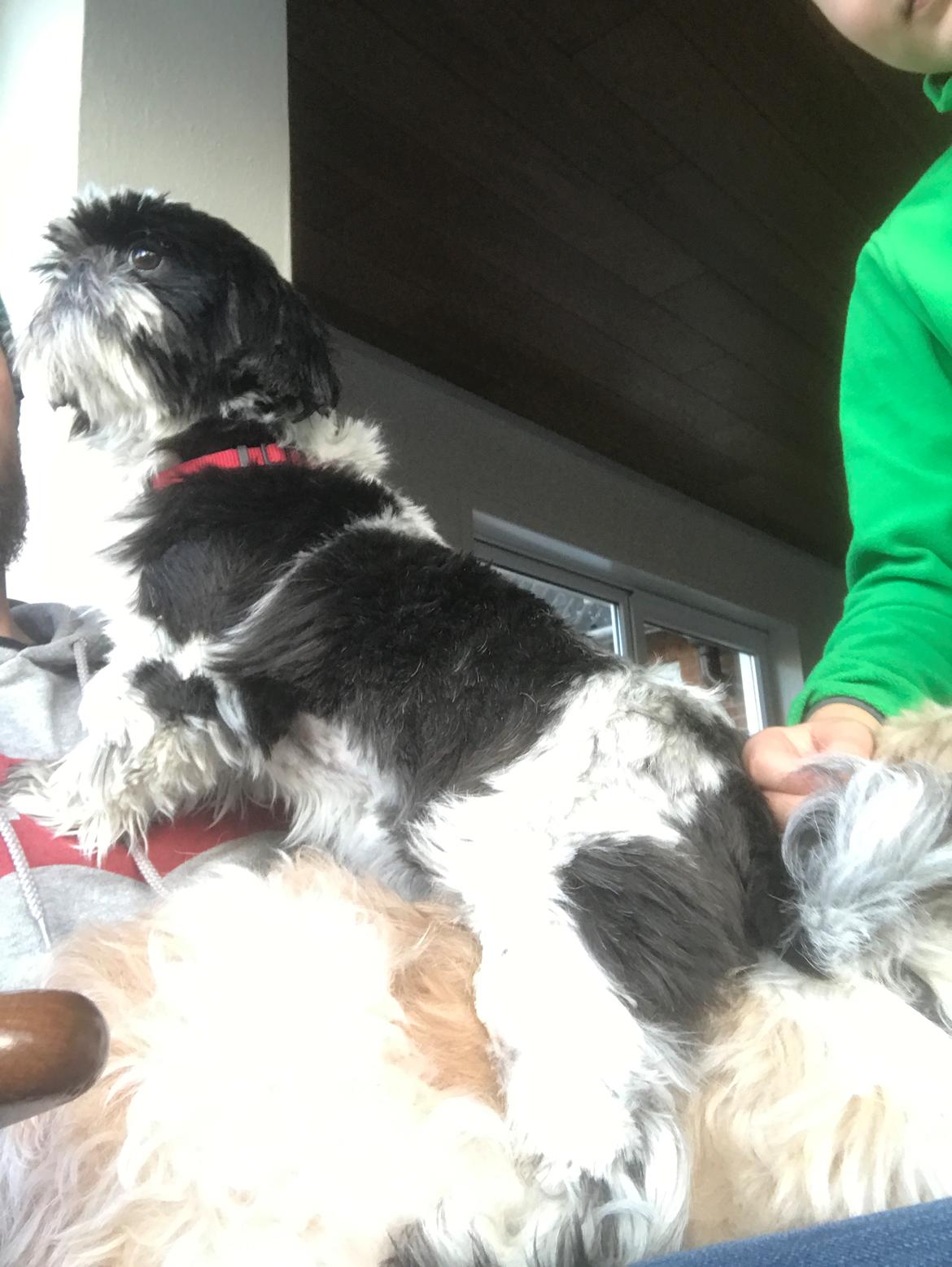 Shih tzu Frigga billede 9