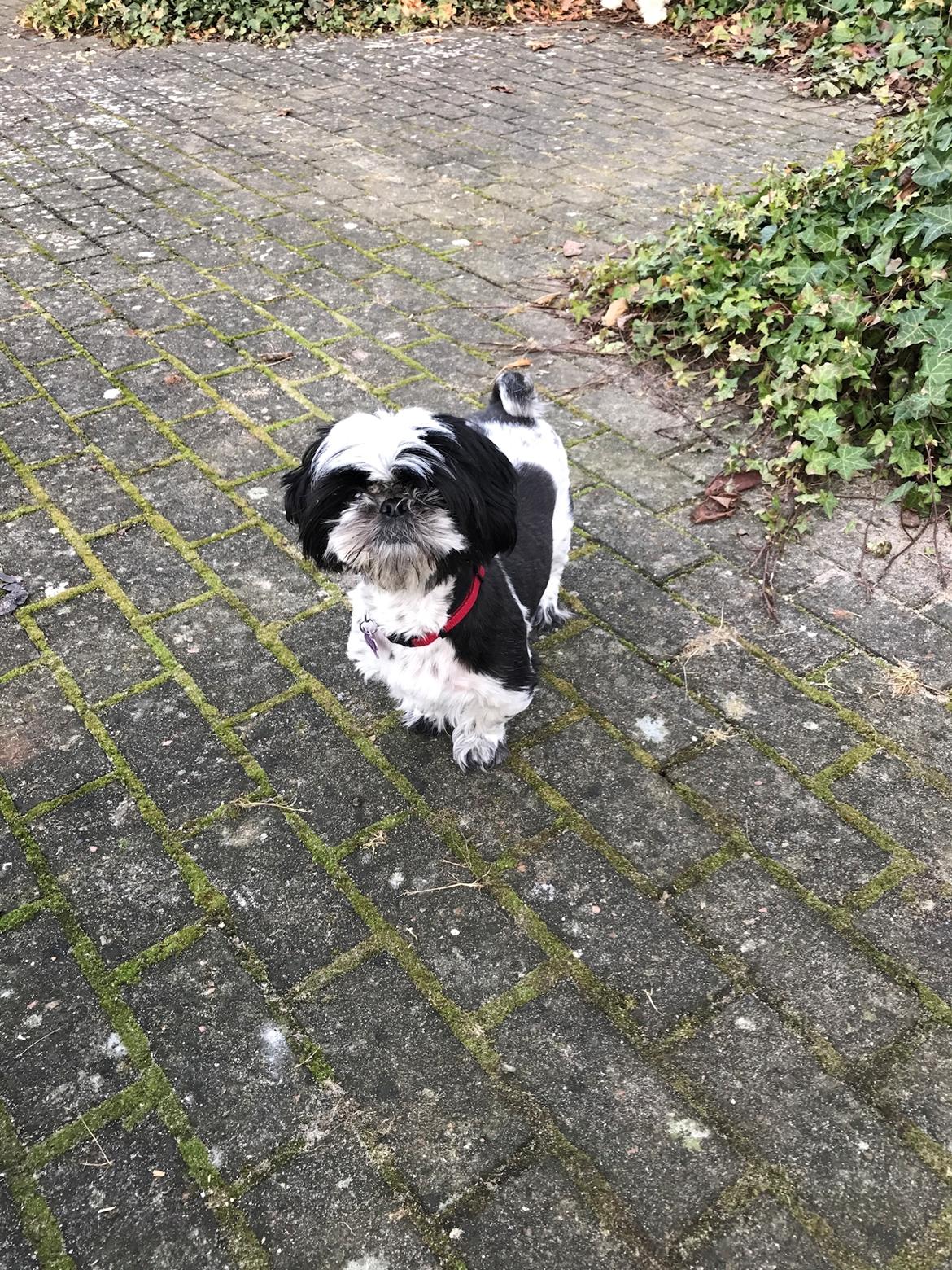 Shih tzu Frigga billede 8