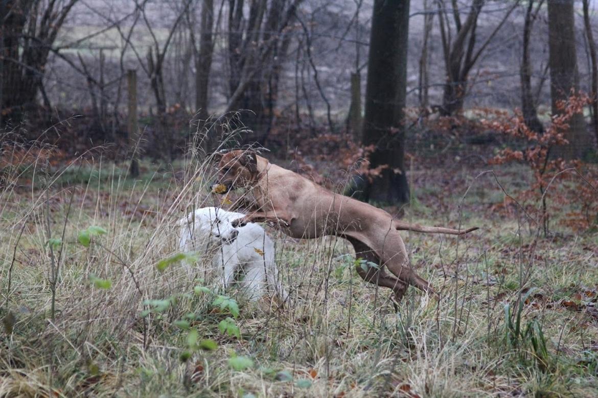Rhodesian ridgeback Hazinas 7th Galactic  Cosmos "Sam"  - Hundeleg i Høbjerg Hegn d. 3 december 2017.  billede 27