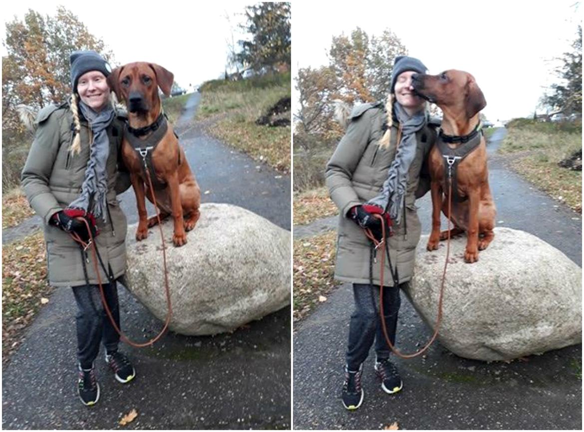 Rhodesian ridgeback Hazinas 7th Galactic  Cosmos "Sam"  - Vores Sam <3  billede 24