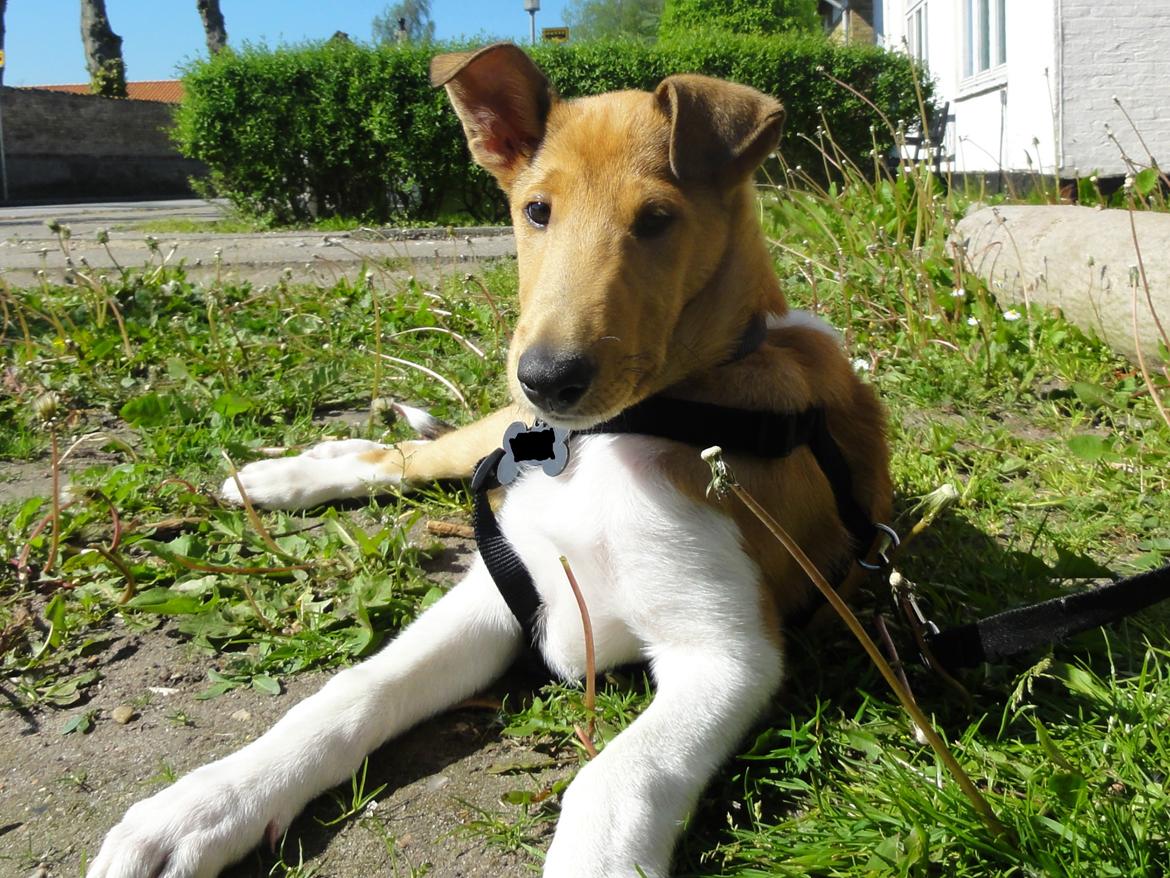 Collie korthåret Balder billede 24