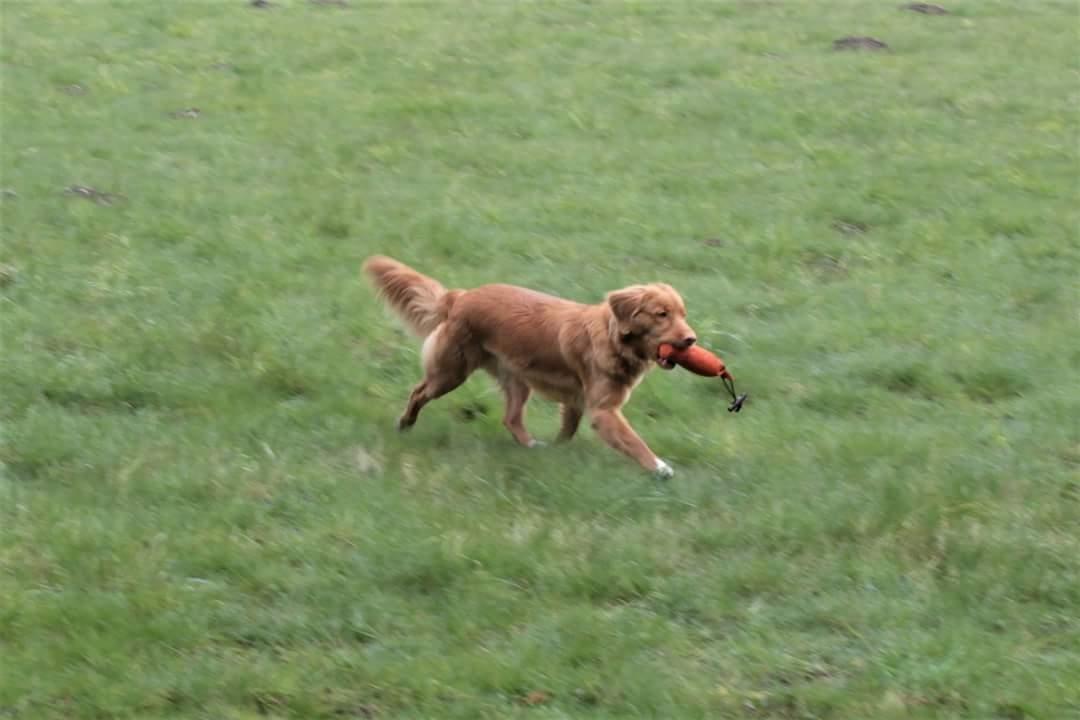 Nova scotia duck tolling retriever Fenja billede 9