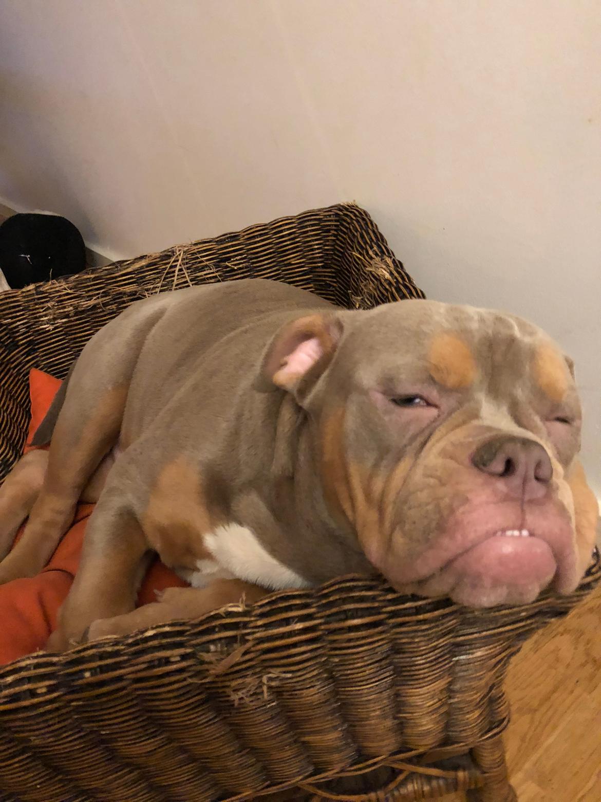 Olde english bulldogge Rolex billede 3