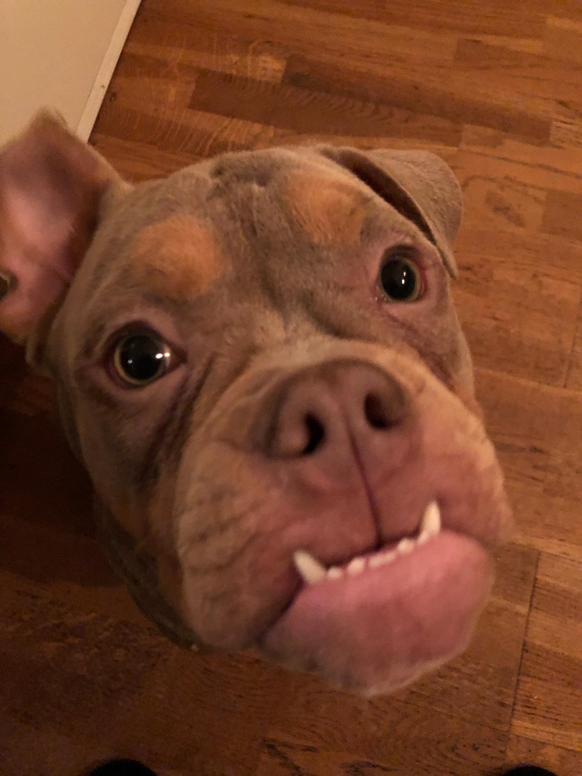 Olde english bulldogge Rolex billede 5