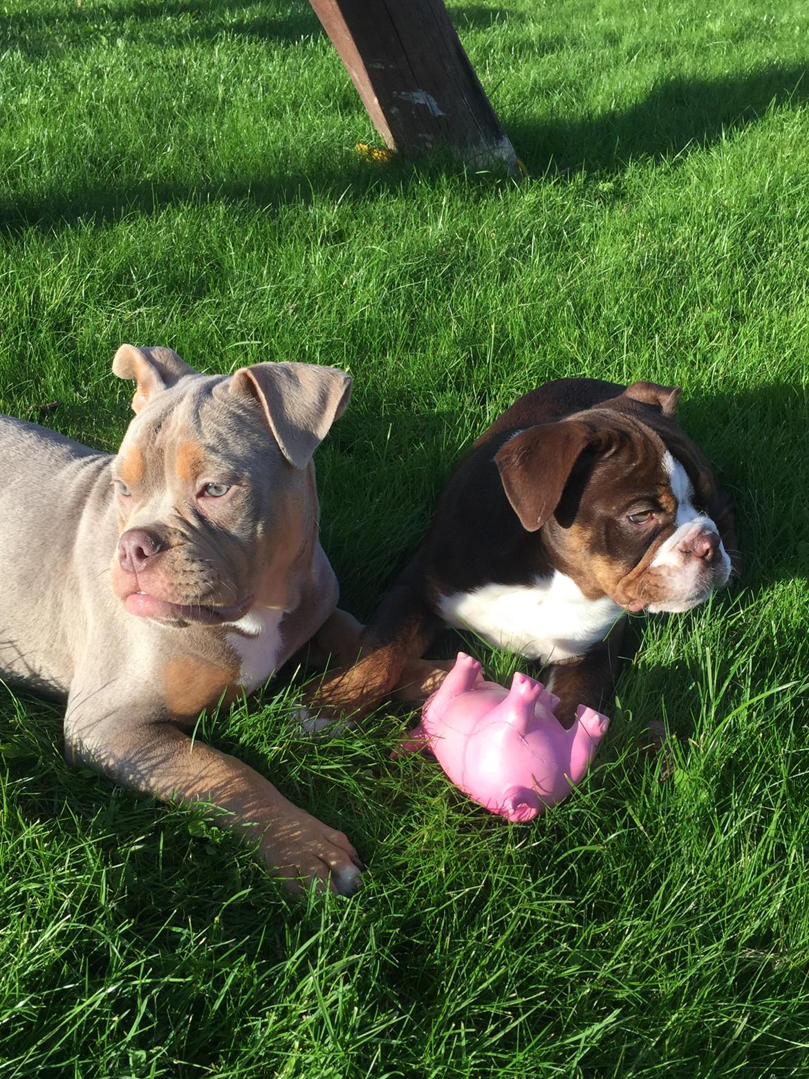 Olde english bulldogge Rolex billede 8