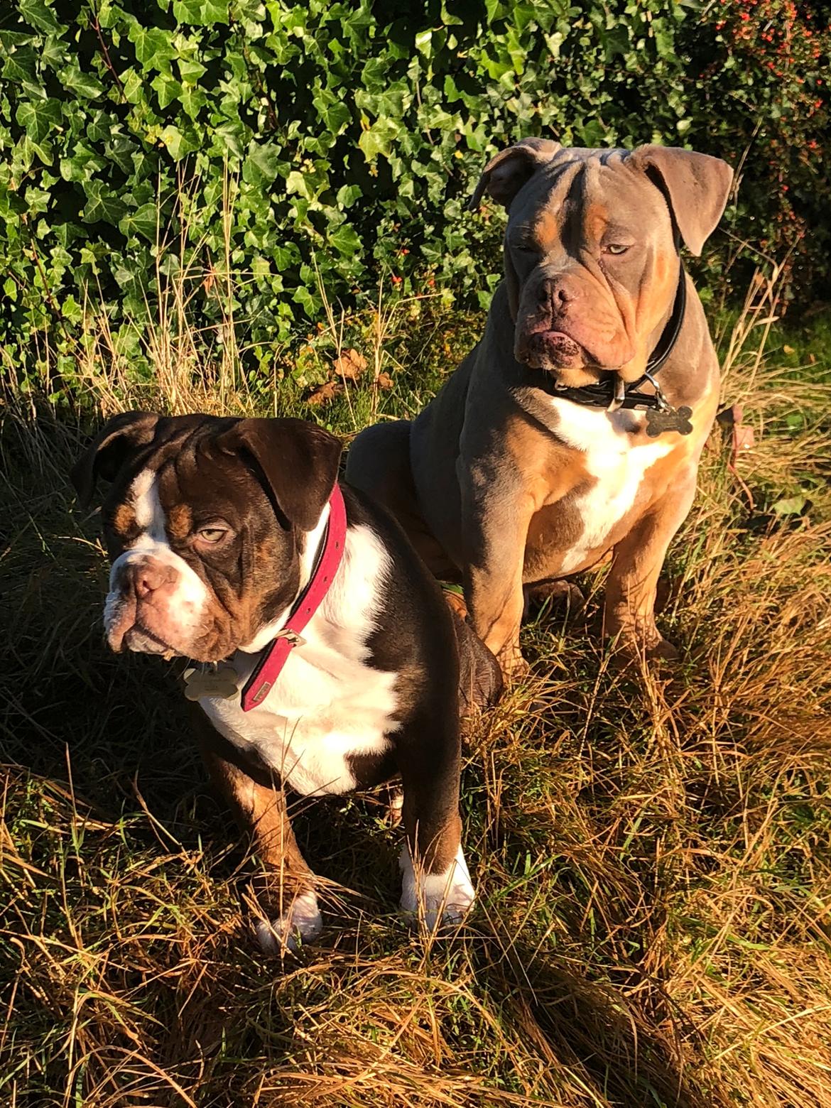 Olde english bulldogge Panda billede 3