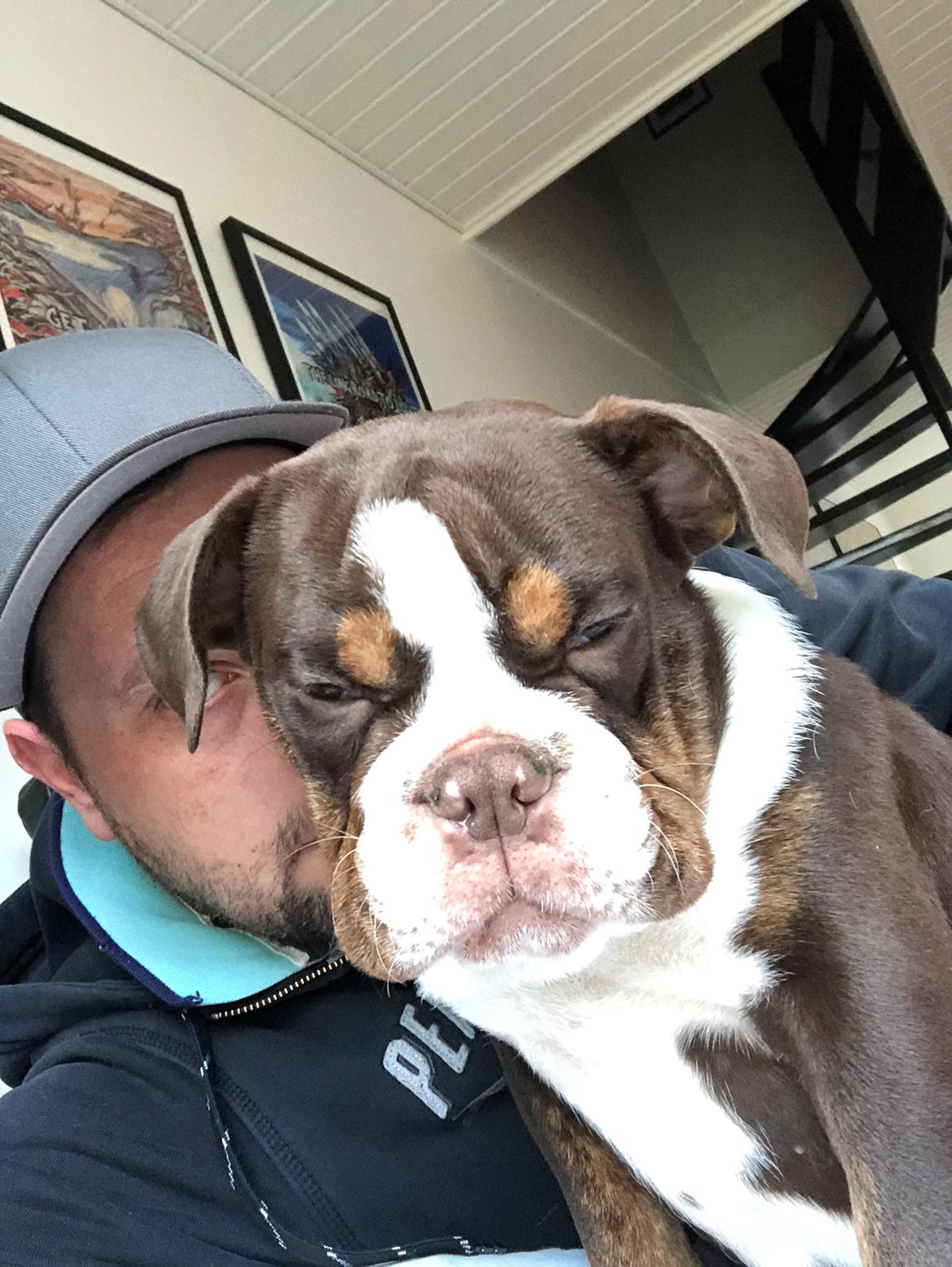 Olde english bulldogge Panda billede 4