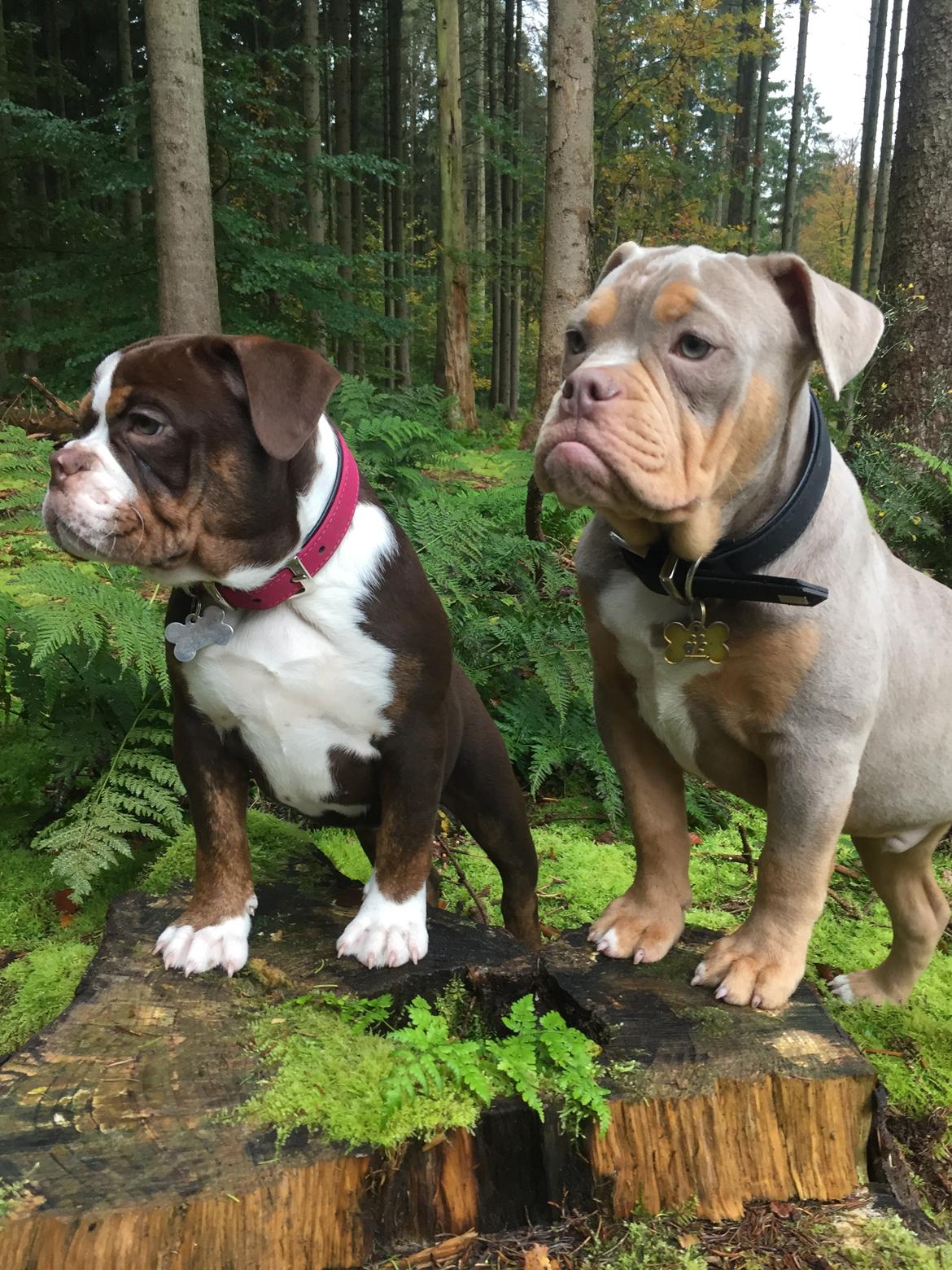 Olde english bulldogge Panda billede 5