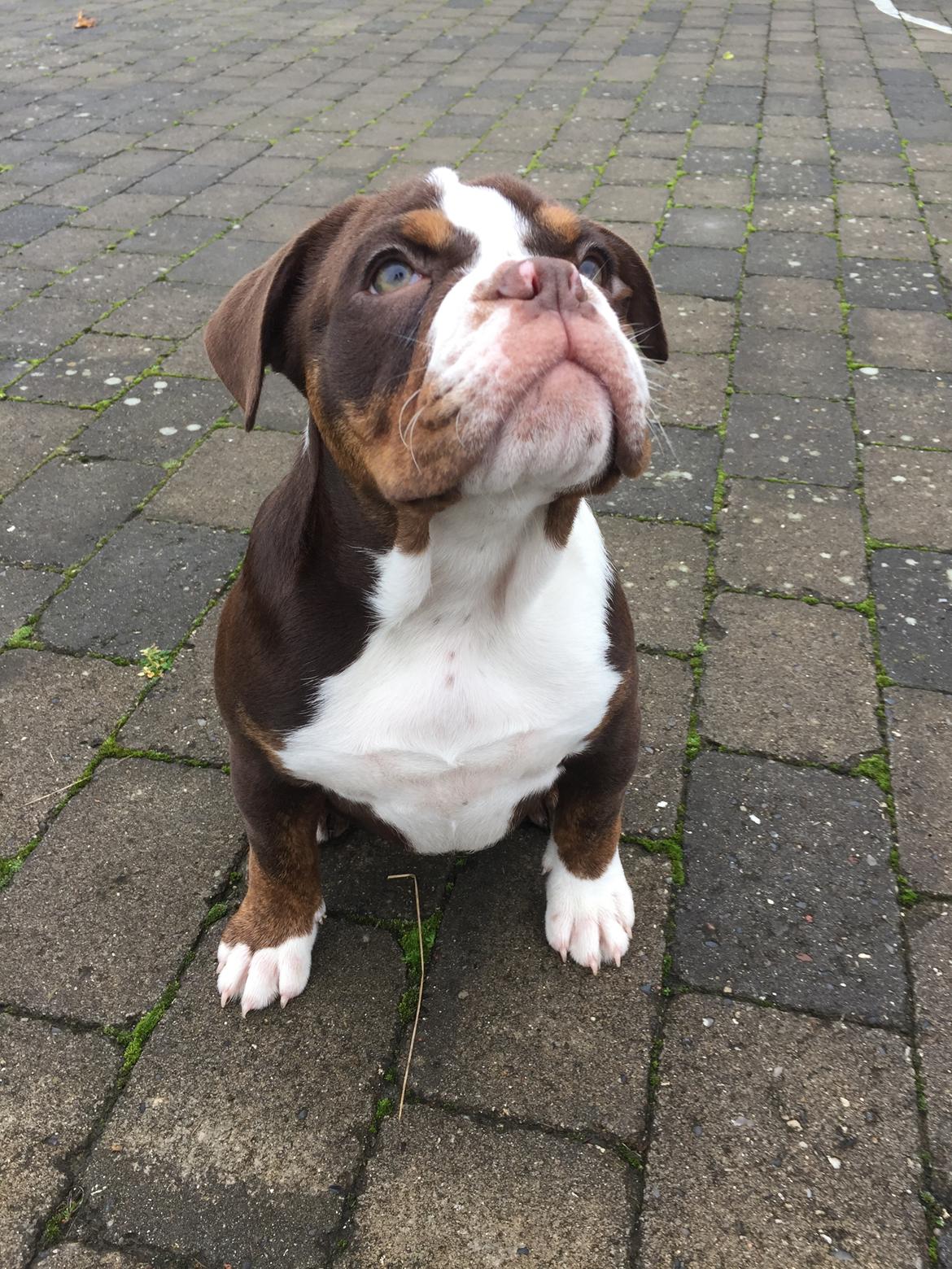 Olde english bulldogge Panda billede 6