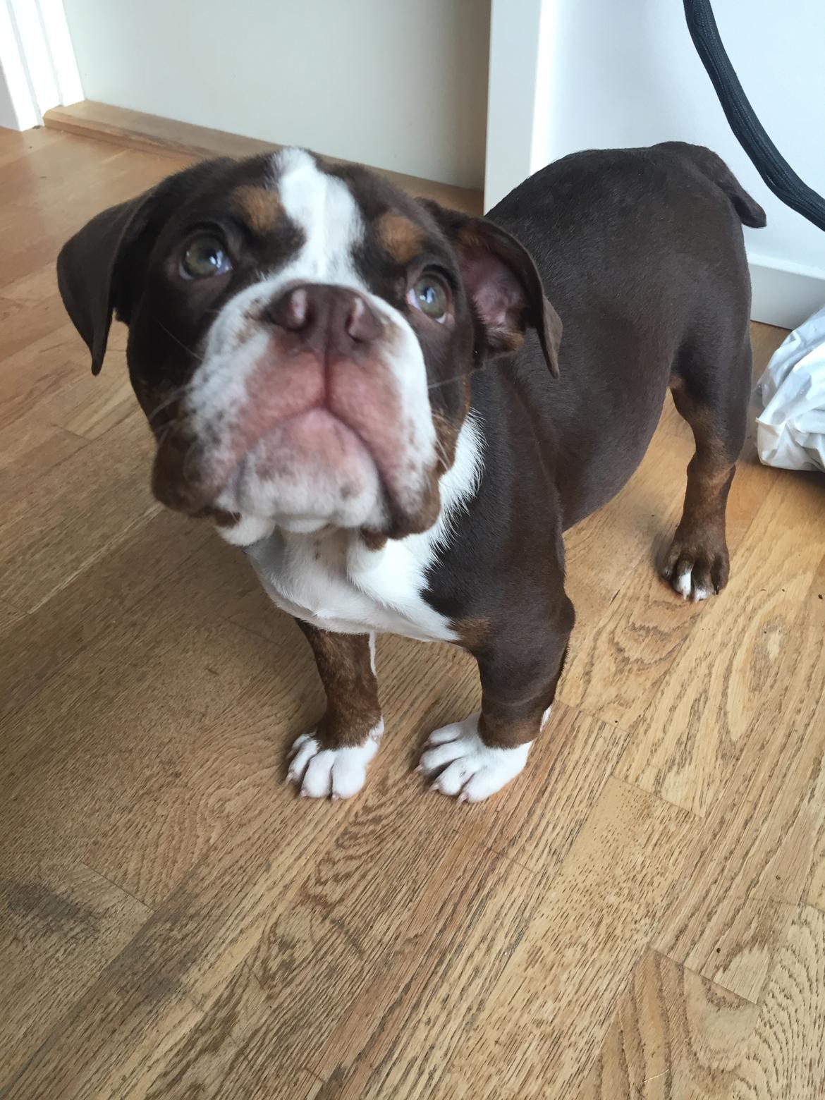 Olde english bulldogge Panda billede 7