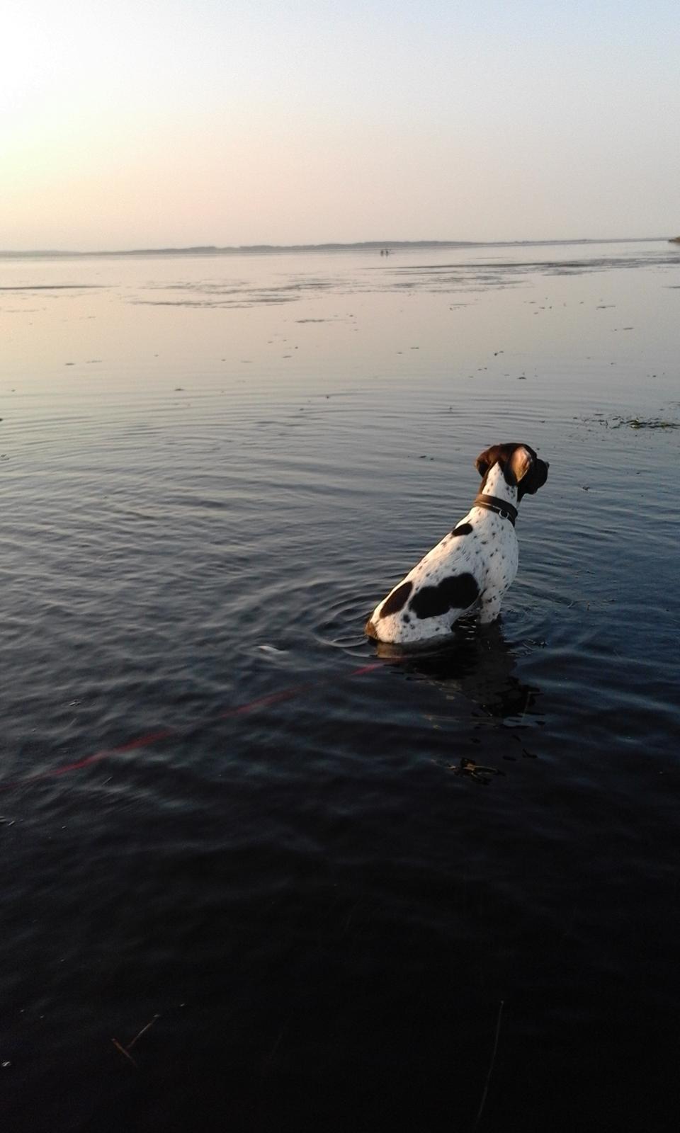 Gammel dansk hønsehund trold billede 6