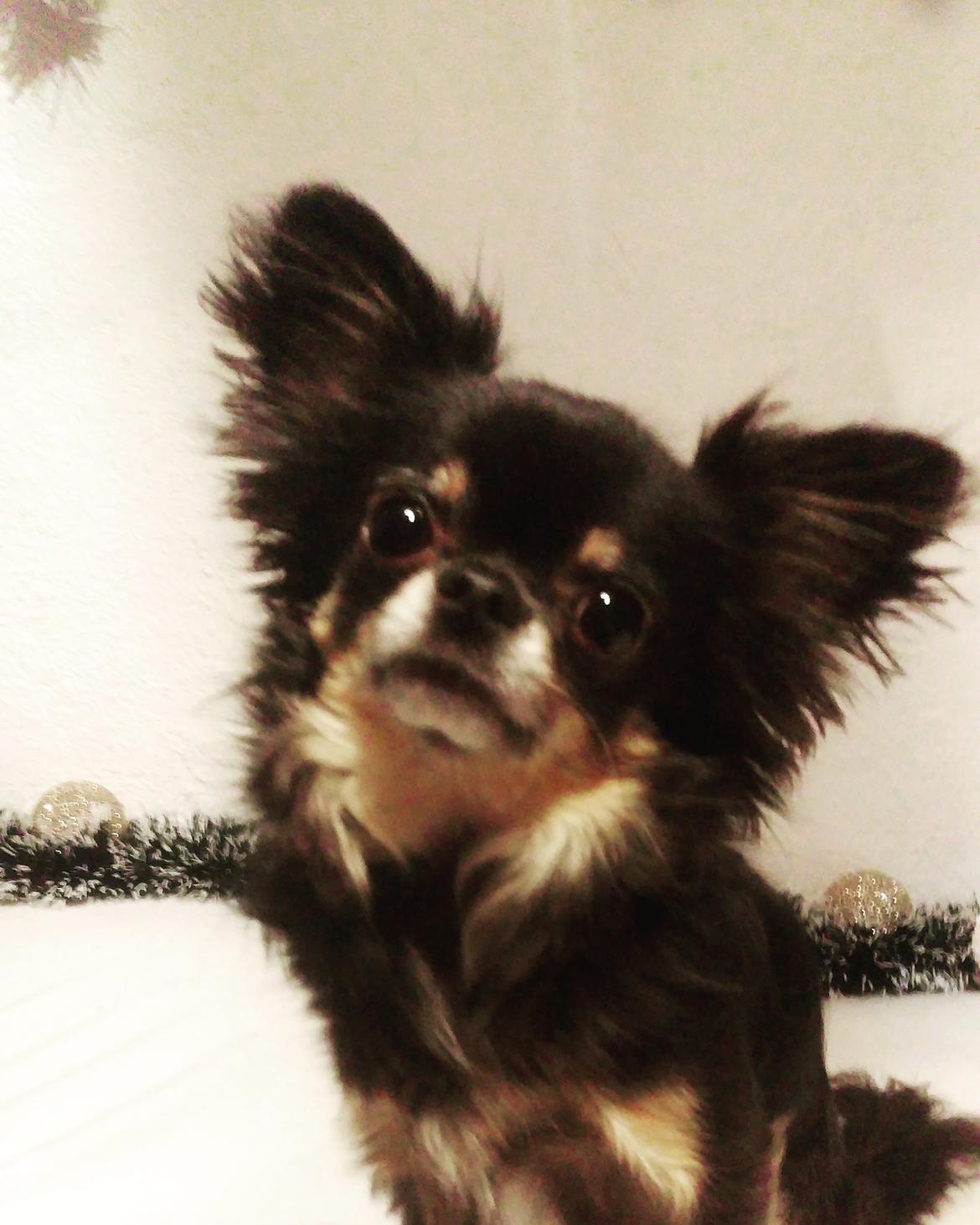 Chihuahua Lucky billede 42