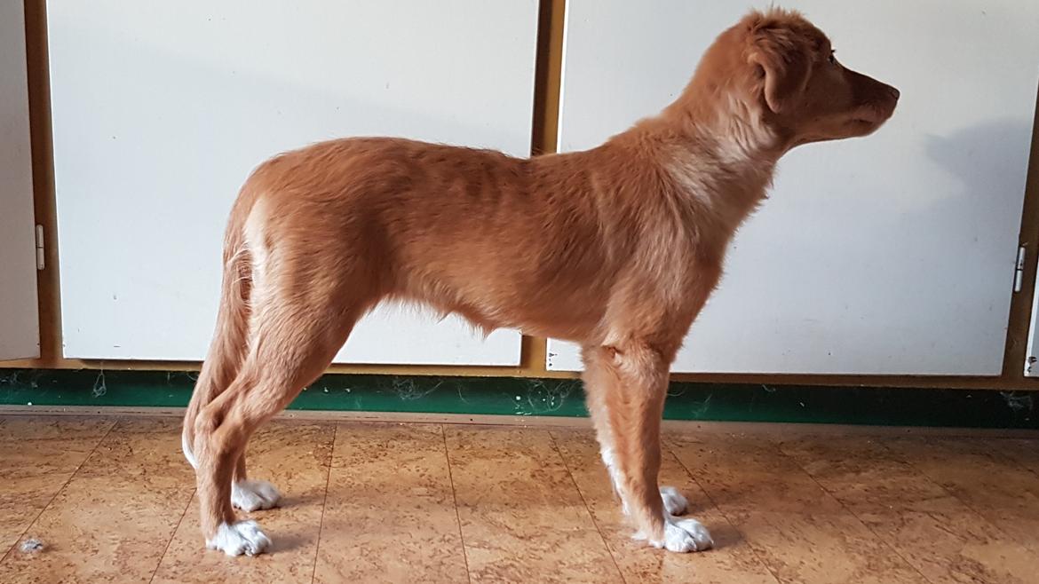 Nova scotia duck tolling retriever Aquafox Sebrings Fangio Chicane"Casey" billede 11