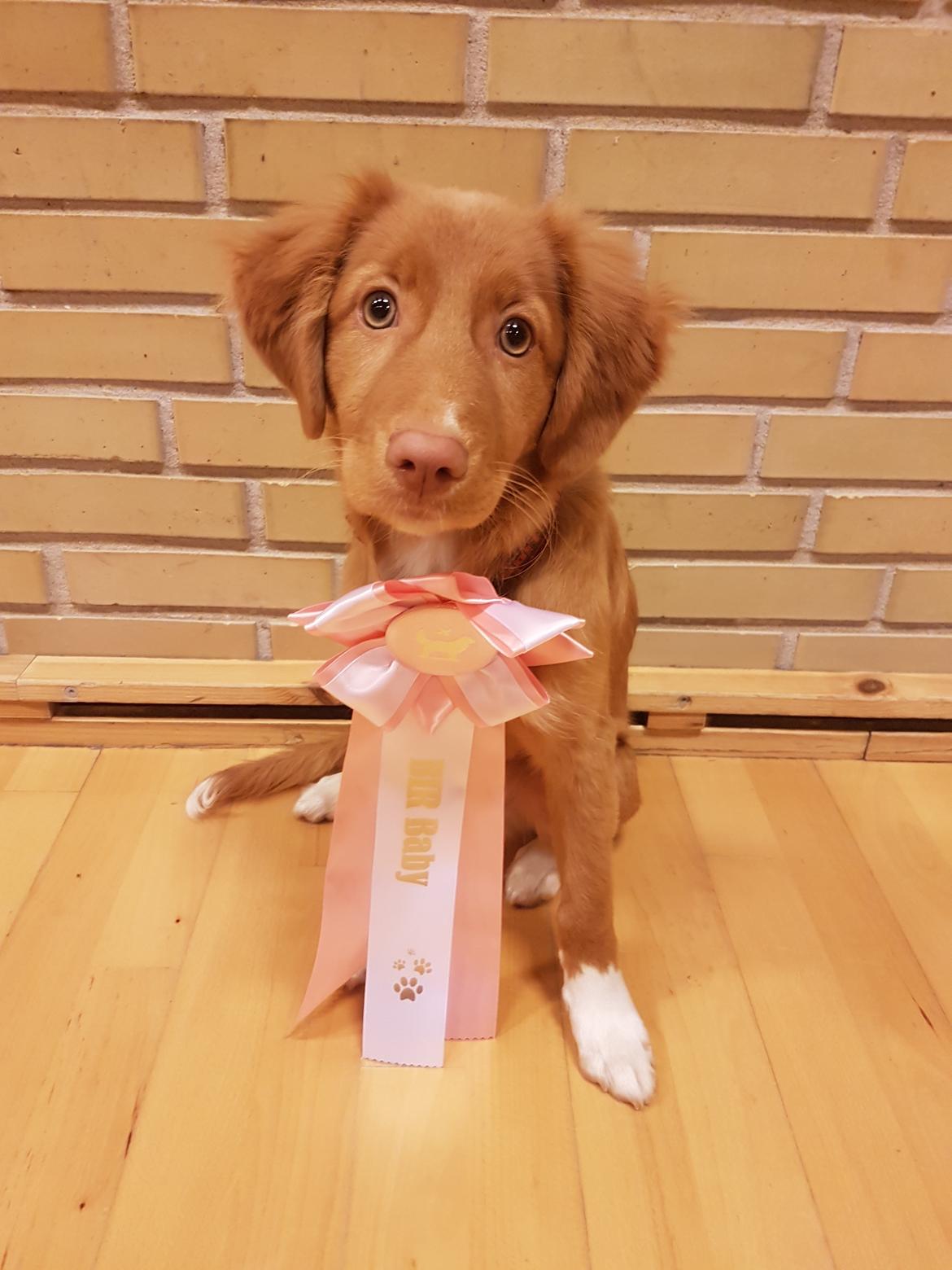 Nova scotia duck tolling retriever Aquafox Sebrings Fangio Chicane"Casey" billede 31