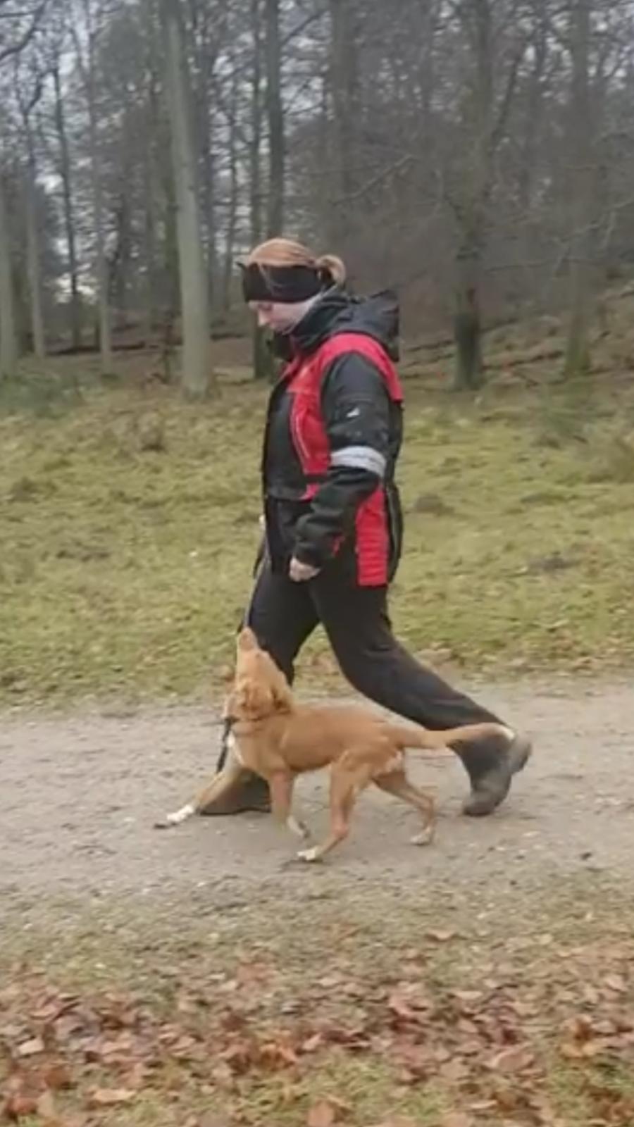 Nova scotia duck tolling retriever Aquafox Sebrings Fangio Chicane"Casey" billede 32