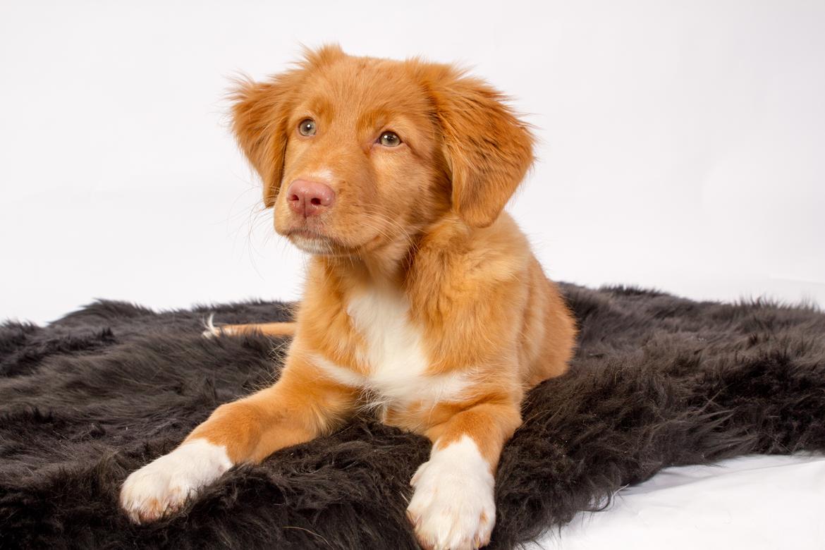 Nova scotia duck tolling retriever Aquafox Sebrings Fangio Chicane"Casey" billede 33
