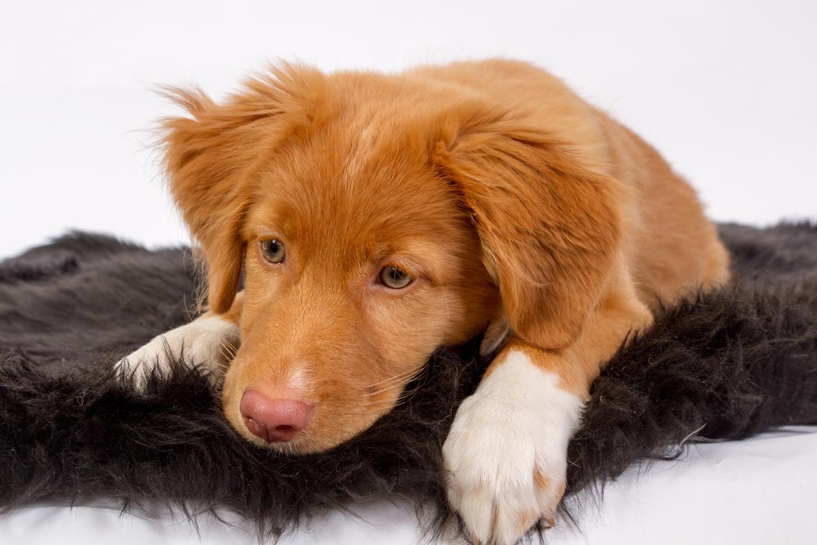 Nova scotia duck tolling retriever Aquafox Sebrings Fangio Chicane"Casey" billede 34