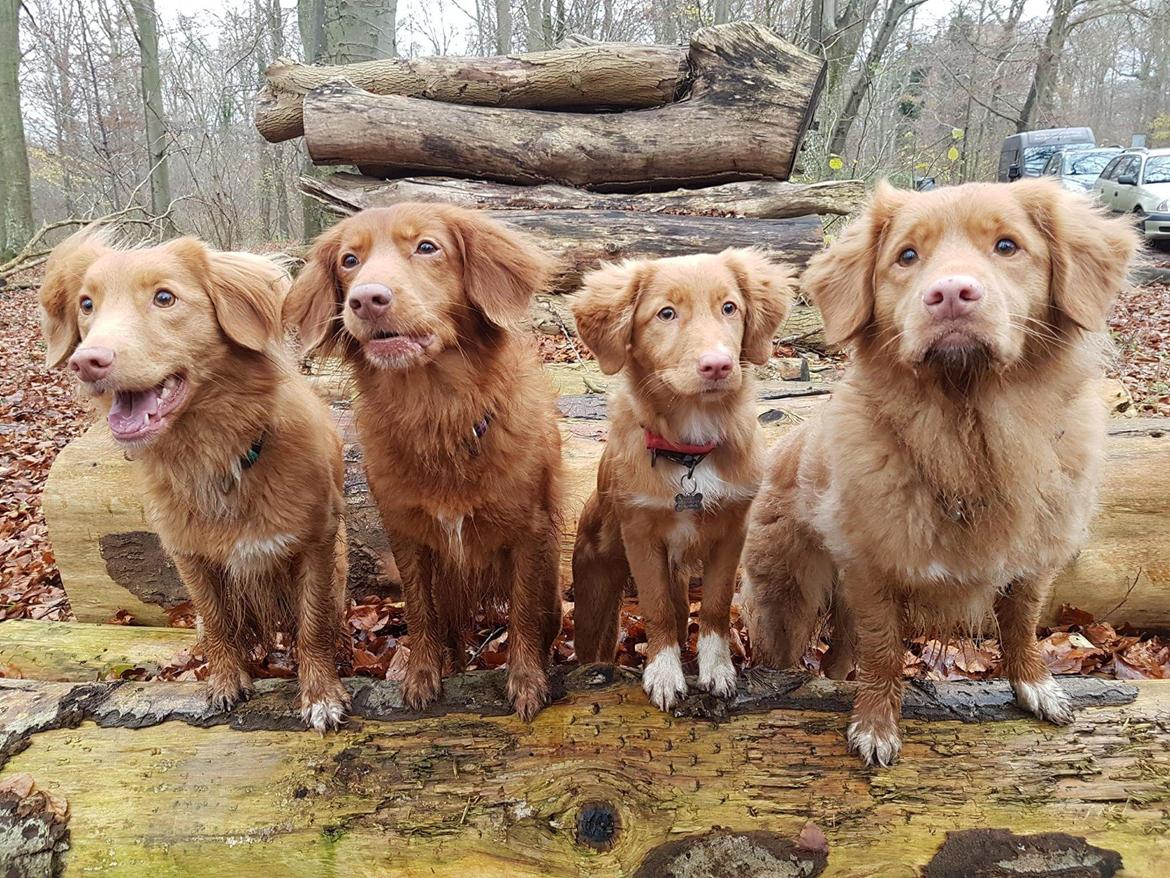 Nova scotia duck tolling retriever Aquafox Sebrings Fangio Chicane"Casey" billede 37