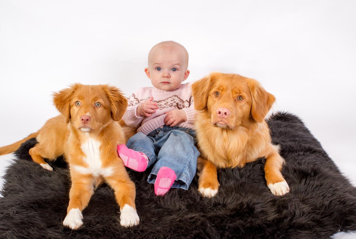 Nova scotia duck tolling retriever Aquafox Sebrings Fangio Chicane"Casey" billede 35