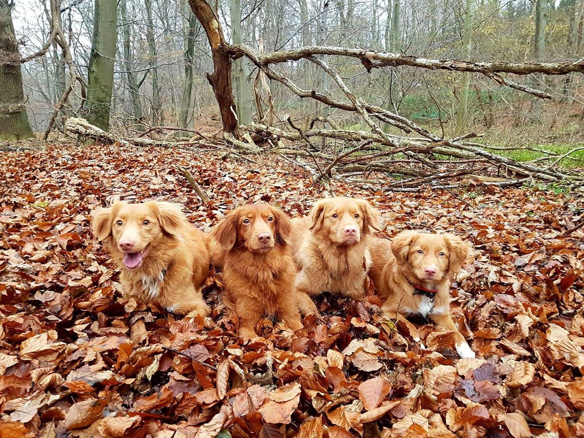 Nova scotia duck tolling retriever Aquafox Sebrings Fangio Chicane"Casey" billede 38