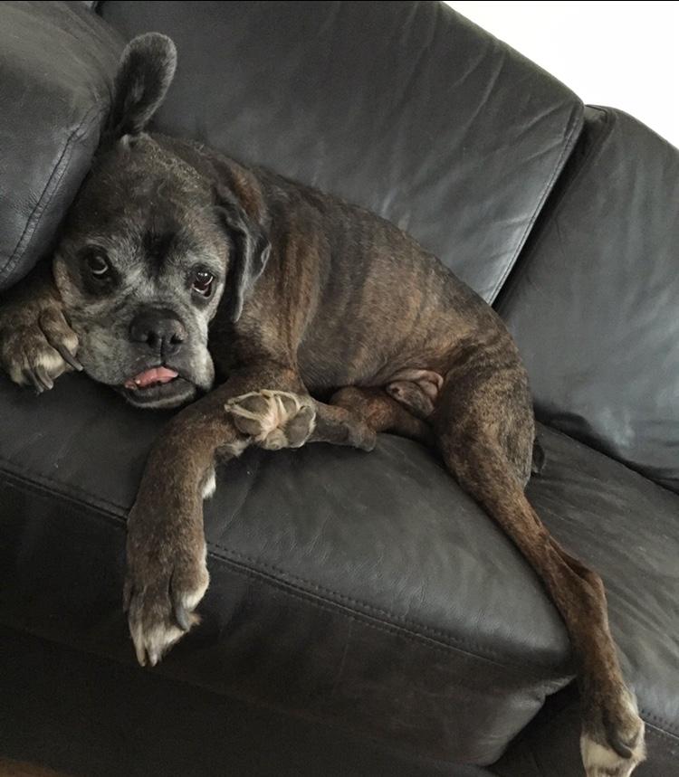 Boxer tyson billede 26