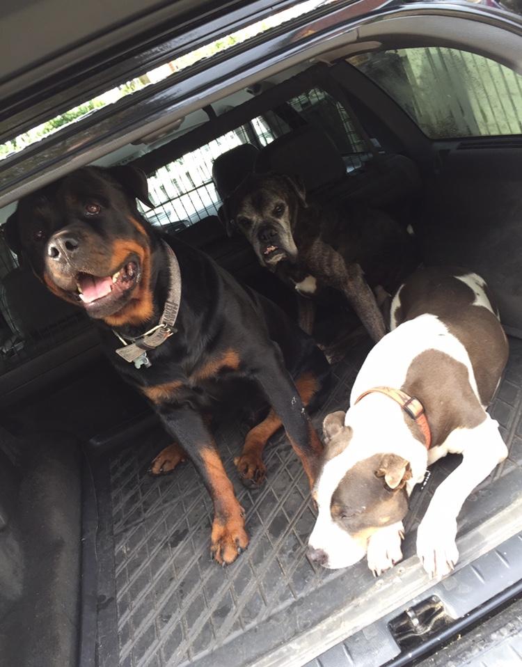 Boxer tyson billede 10