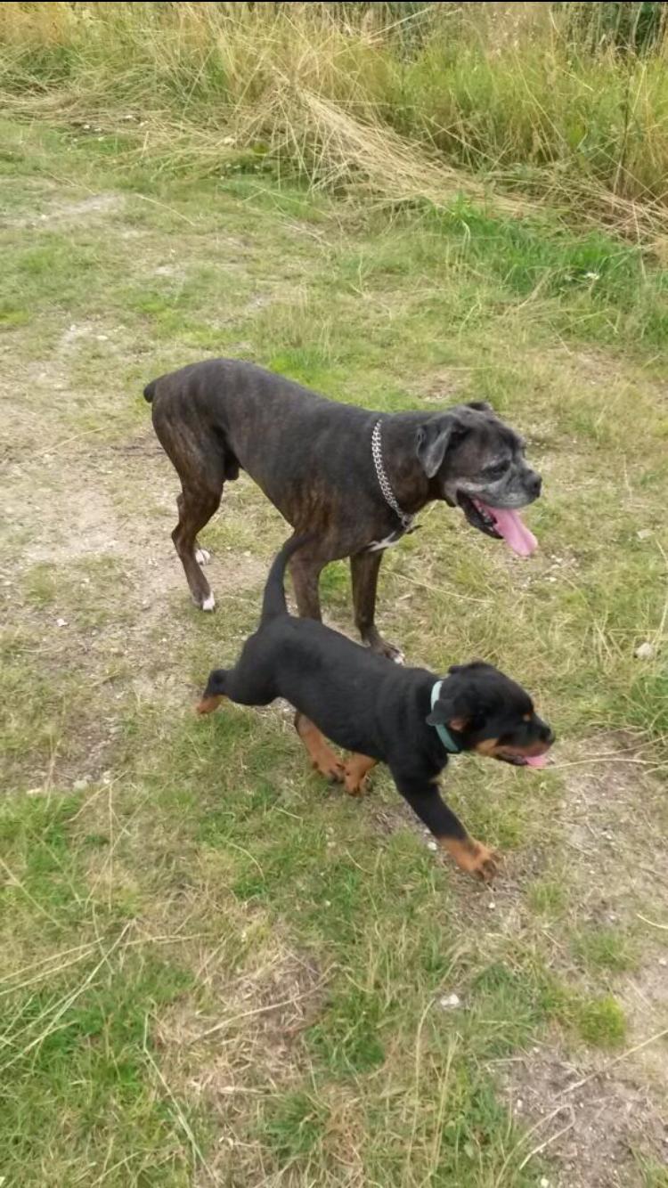 Boxer tyson billede 27