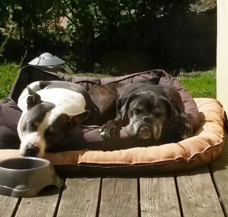 Boxer tyson billede 28