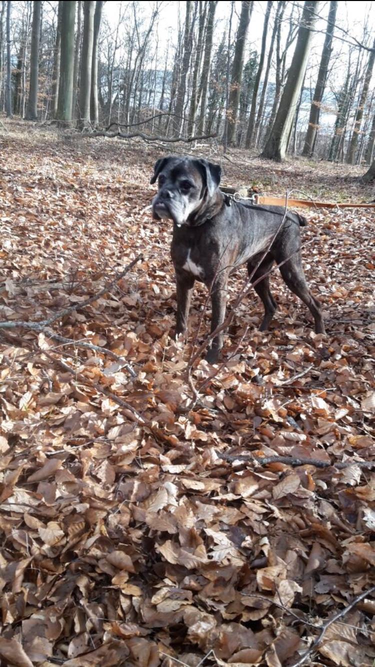 Boxer tyson billede 29