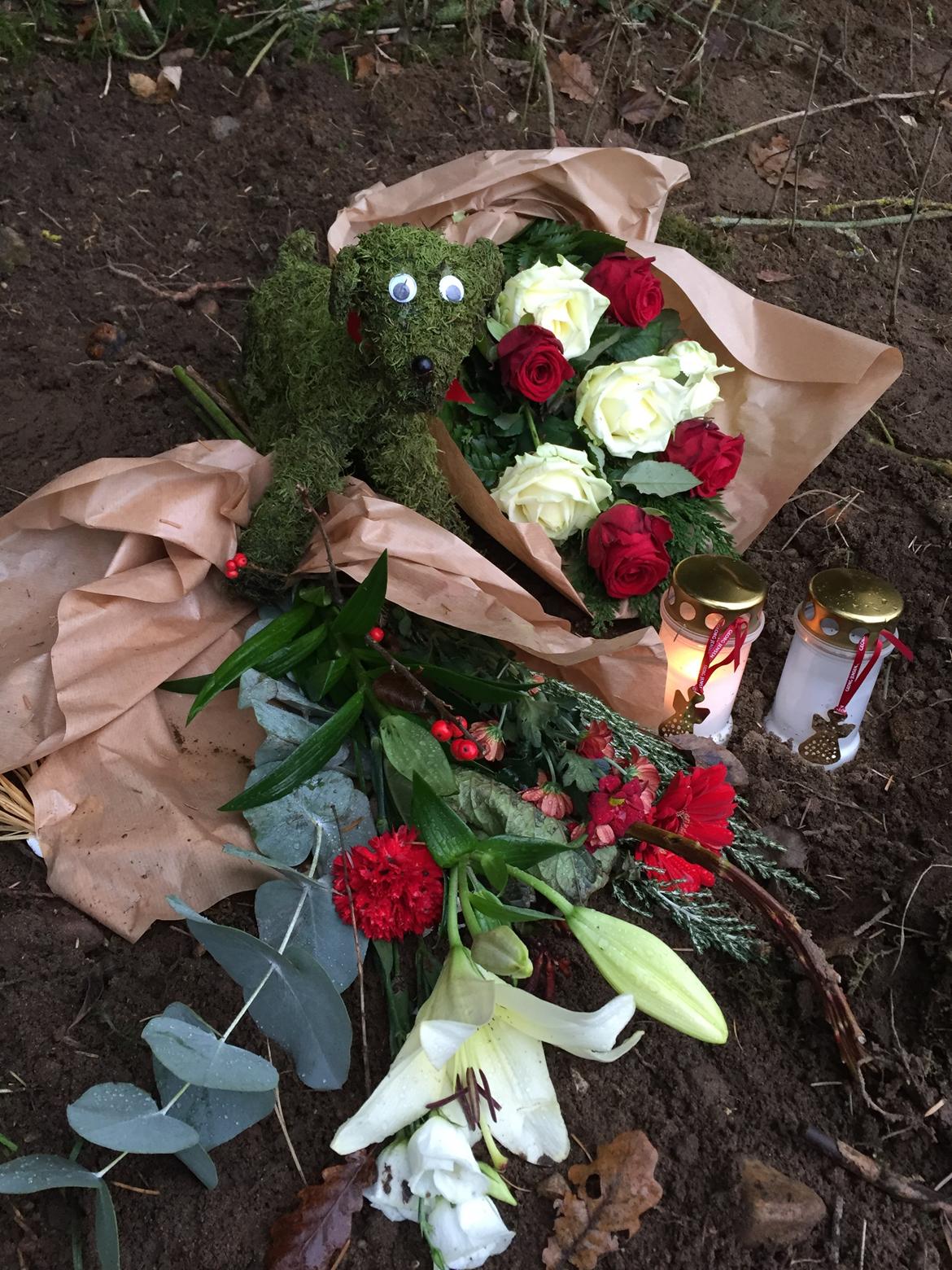 Boxer tyson billede 30