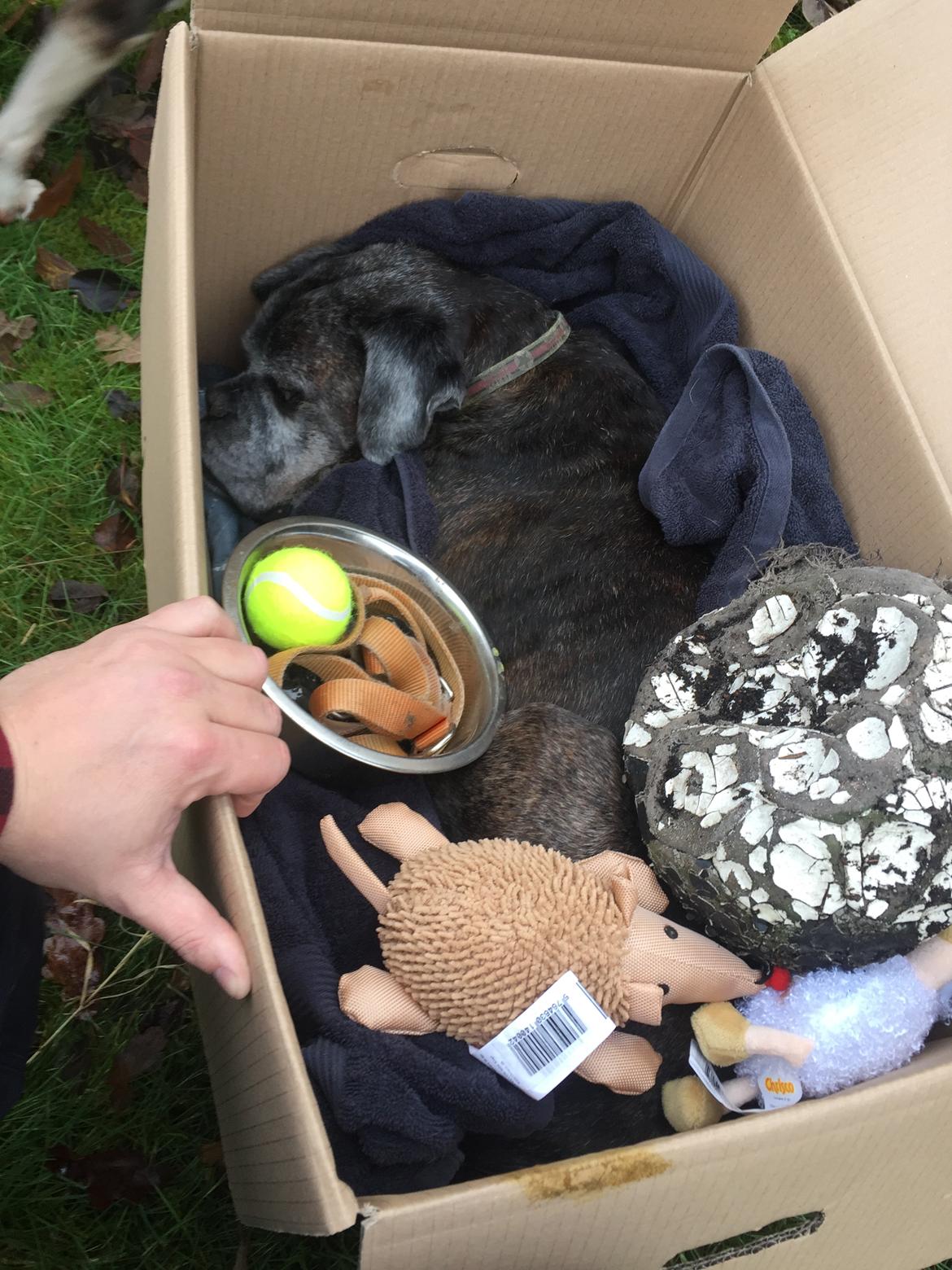 Boxer tyson billede 31