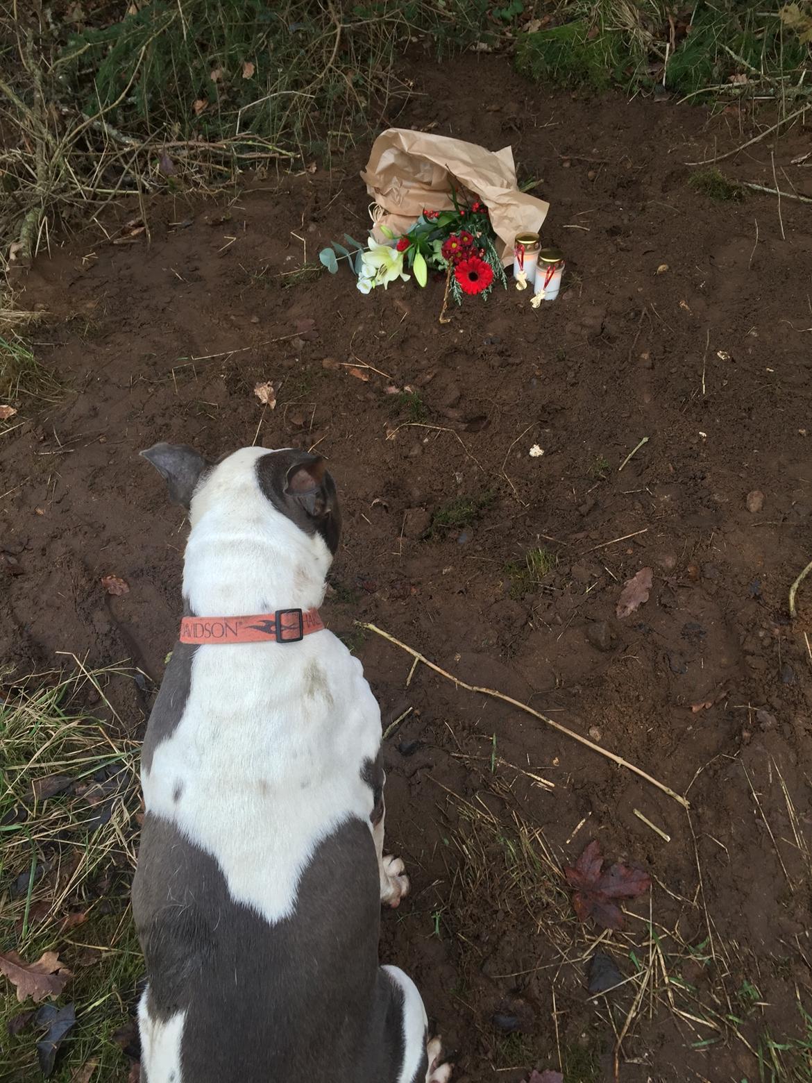 Boxer tyson billede 32