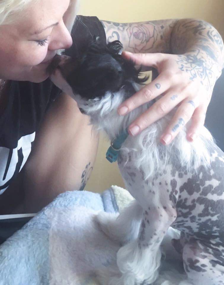 Chinese crested hårløs Jax billede 23