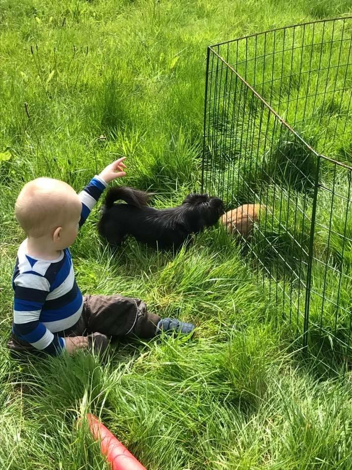 Blanding af racer Lady billede 16