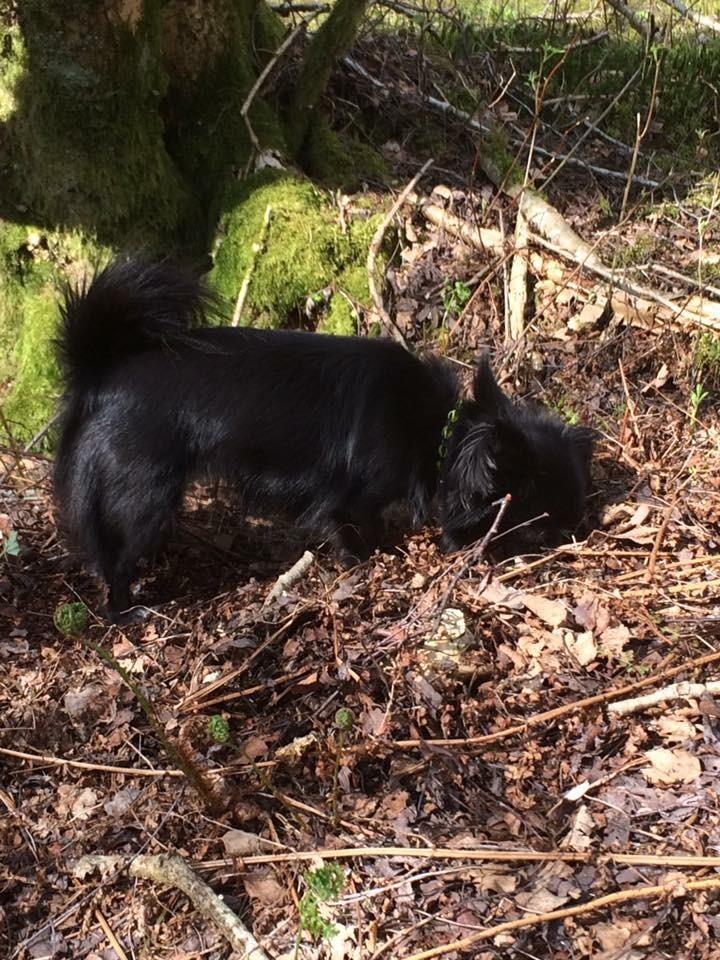 Blanding af racer Lady billede 17