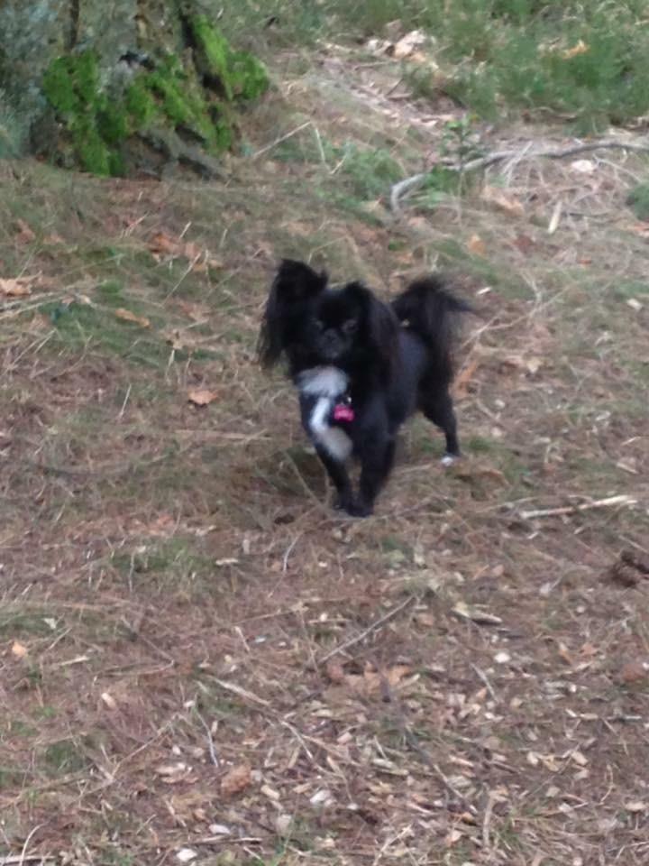 Blanding af racer Lady billede 19