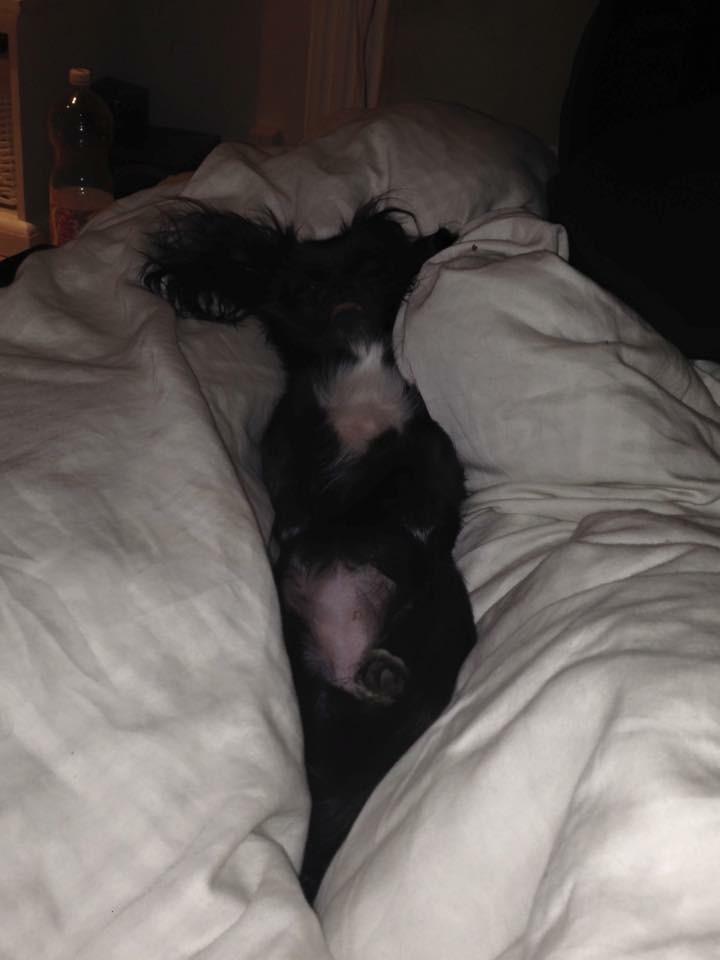 Blanding af racer Lady billede 18