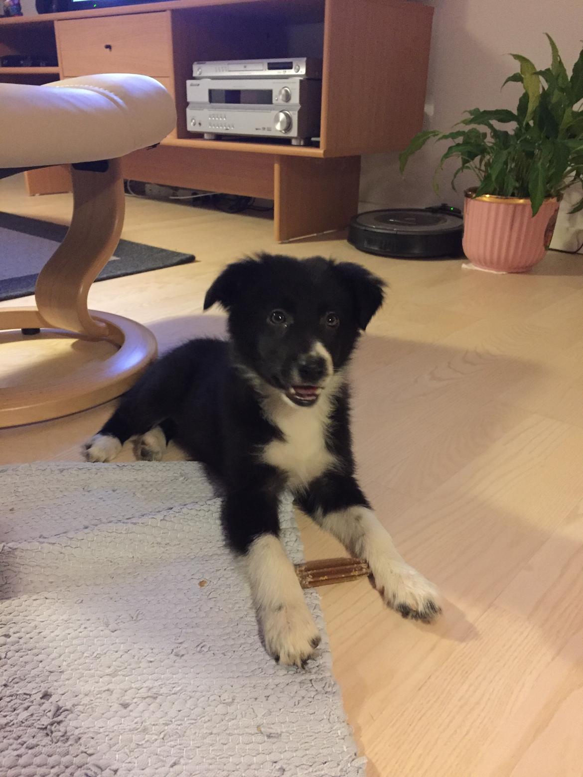 Border collie Maid billede 1