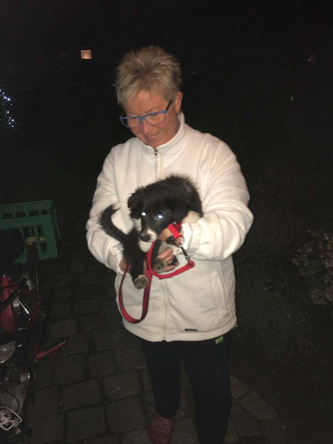 Border collie Maid billede 2