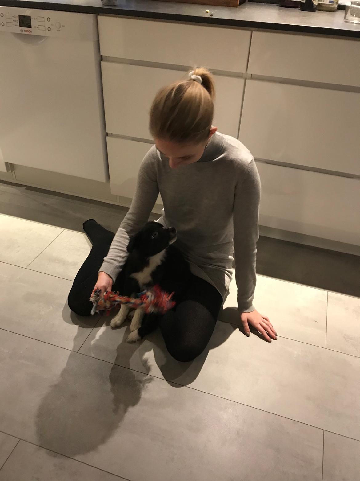 Border collie Maid billede 3