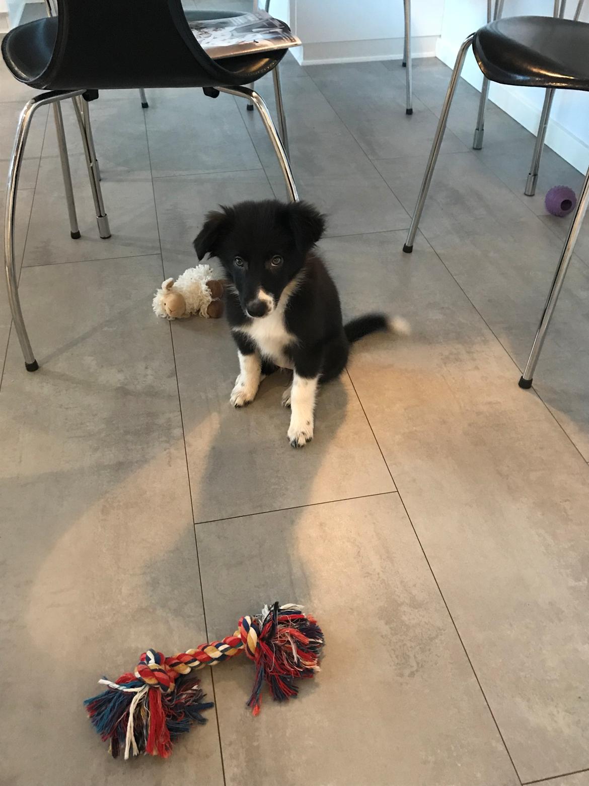 Border collie Maid billede 4