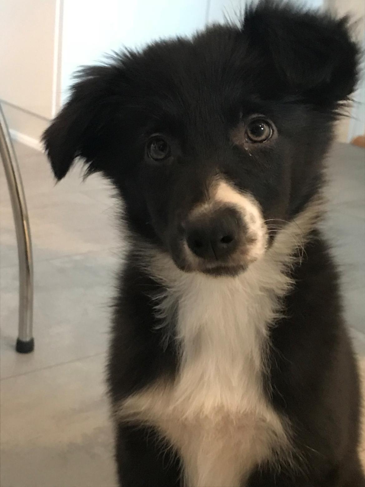 Border collie Maid billede 5