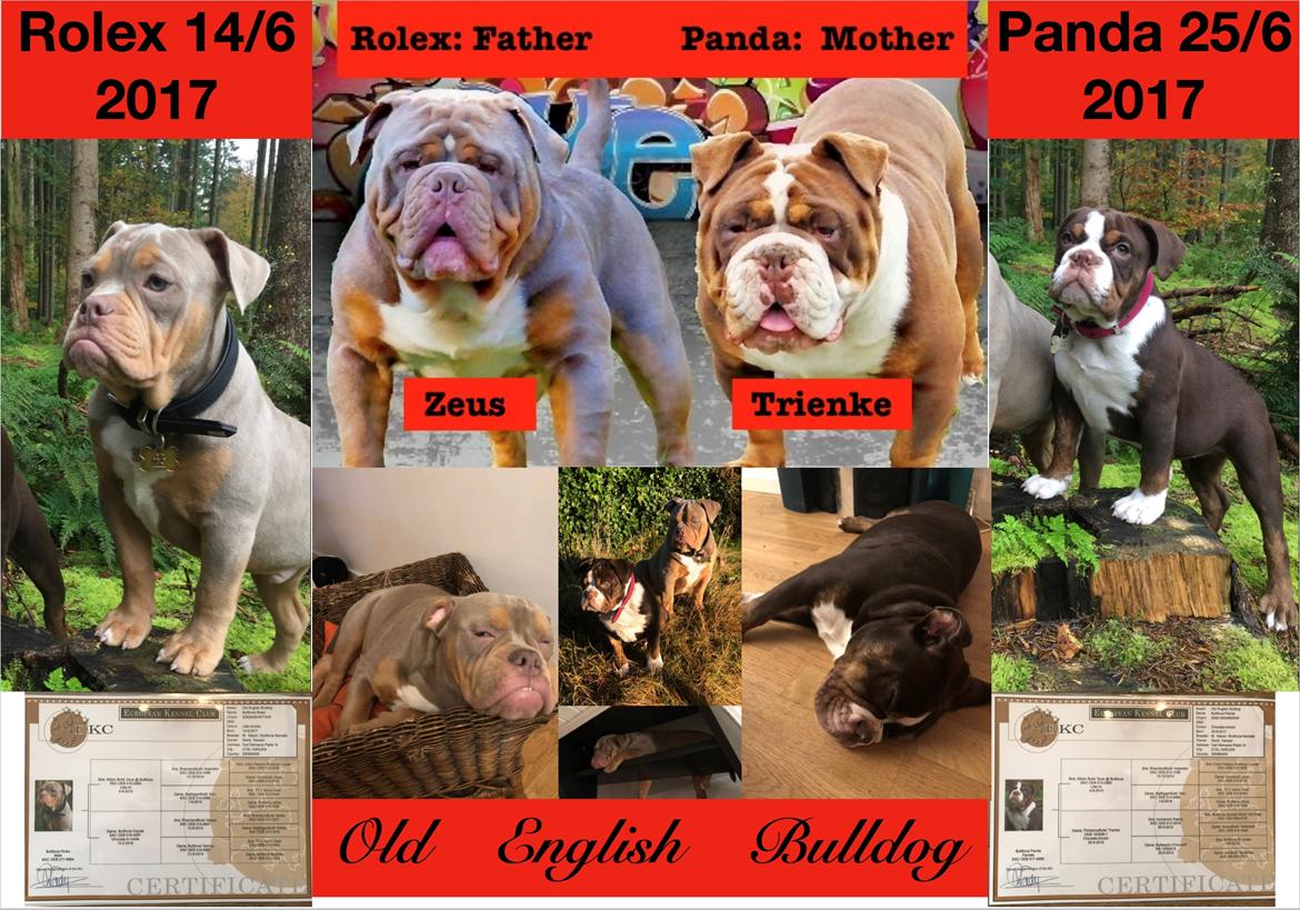 Olde english bulldogge Panda billede 9